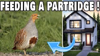 HOW DO I FEED PARTRIDGE AT HOME !