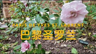 月季品种介绍：French Rose Paris de Yves St. Laurent | 巴黎伊夫圣罗兰 | Hybrid Tea Rose | 杂交茶香月季 | Rosa | 玫瑰 | 法国月季