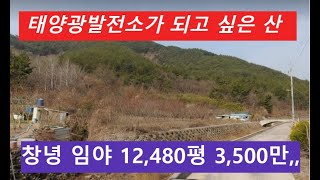 창녕 임야 12,480평 3,500만 (태양광발전소가 되고 싶은 산)