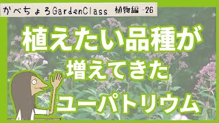 秋の七草のひとつ、フジバカマの品種と紹介【庭植物編-26】