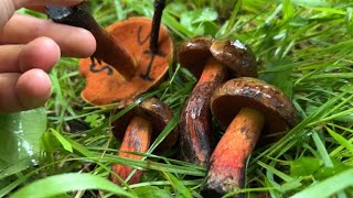 きのこ狩り　アメリカウラベニイロガワリ　マツオウジなど