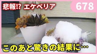 【悲劇⁉】雪の下になったエケベリアの末路は・・・ｂｙ園芸チャンネル 678 園芸 ガーデニング 初心者 多肉