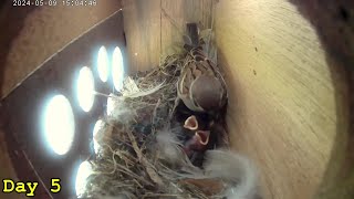 From hatching to fledging time lapse video