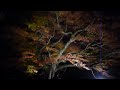 御船山楽園・紅葉・11.15（夜）