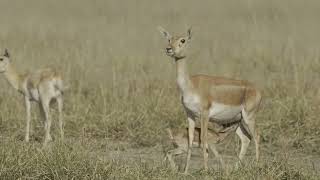 Blackbuck, Bidar, Karnataka, India