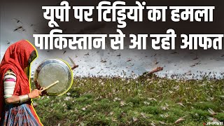 कई शहरों पर टिड्डियों का हमला, यूपी में खतरा बनी Pakistan से आई आफत |  Locust Attack