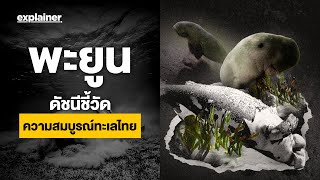 หญ้าทะเลลดลง พะยูนตาย วิกฤตทะเลไทยในยุคโลกร้อน ? | EXPLAINER  TODAY