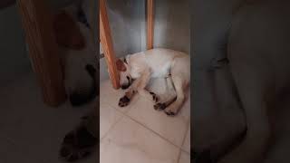 目的～#labrador　#puppy 【＃ワンハウス #japan # One House #shorts #shortsyoutube #animals】2025年1月27日