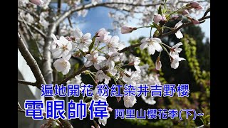 【阿里山櫻花季】阿里山派出所吉野櫻花海 櫻王非鷹王 工作站前木蘭花 受鎮宮廣場最美櫻花樹 (下)