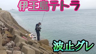 伊王島テトラ❗降雨の中に梅雨グレ狙い❗マジカグレ❗