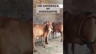 gir gaushala at Godhampur || #gir_lovers || gir cow WhatsApp status || gir cow of junagadh gujrat