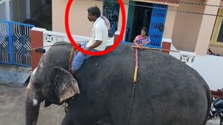 Elephant attack Elephant blessings #Elephant walk through