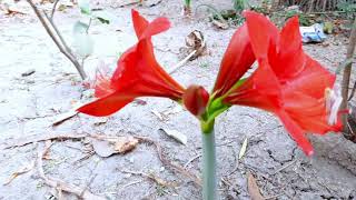 Beautiful Red Lily || Lily Flower || Summer Flower