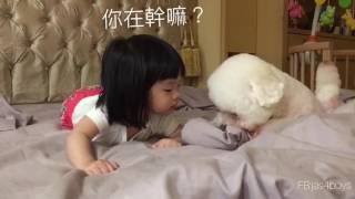 比熊哥哥與八卦妹妹－好奇你在吃什麼? Baby curious what is bichon doing? Funny XD