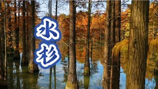 水杉：国家一级保护植物