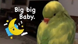 Ricco the talking parrot calls himself “a big big baby” while taking a nap