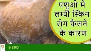 पशुओ मे लम्पी स्किन रोग फैलने के कारण | Reasons of Spreading Lumpy Skin Disease in Cattle