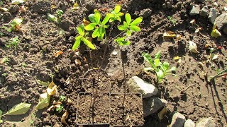 Размножение жимолости одревесневшими черенками/Honeysuckle propagation by lignified cuttings