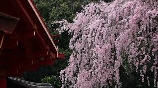 春日大社のしだれ桜（川上ミネさんと春日大社に奉納した作品）