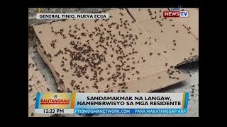 BT: Sandamakmak na langaw, namemerwisyo sa mga residente