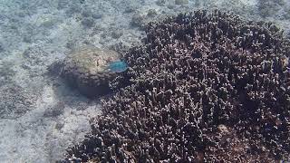 【 水中カメラ / シュノーケリング 】シギラビーチ,宮古島 / Sigira beach, Miyako island, Okinawa 10-03-2021