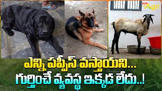 Integrated Livestock Farming | ఎన్ని పప్పీస్ వస్తాయని... గుర్తించే వ్యవస్థ ఇక్కడ లేదు..! Tone Agri