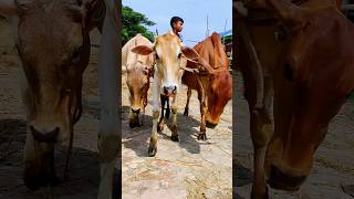 Cow videos 002😅 #shortsvideo #funnyshorts #funny #cow