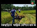 খাগড়াছড়ির মানিকছড়িতে রিপার মেশিনে ধান কাটা লাভবান হচ্ছেন কৃষকরা cutting paddy in reaper machine