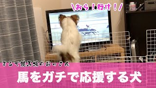 犬の競馬観戦が人間よりガチすぎて笑える【パピヨン犬りりこの日常】