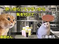 【猫ミーム】実在するヴァンパイアの話【カラオケ店の闇♯6】