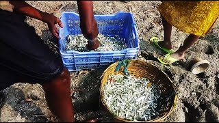 বিলে জাল টানতেই শুধু মাছ আর মাছ🥰Old Man Fish Catches In The Village Bill