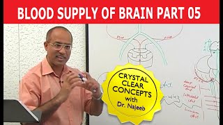 Blood Supply of Brain | Circle of Willis | Part 5/11