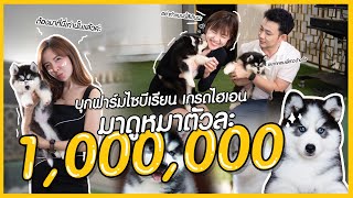 บุกฟาร์มไซบีเรียนเกรดไฮเอนมาดูหมาตัวละ1,000,000