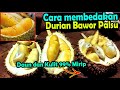 Durian Bawor Asli dan Palsu Sangat mirip