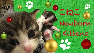 子猫ライブカメラ🐱kitten live stream🐱ノルウェージャンとチンチラ🐱