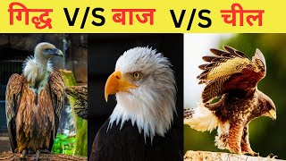 गिद्ध v/s बाज़ v/s चील कौन है ज़्यादा ख़तरनाक ||Vulture V/S Hawk V/S Eagle ||2023