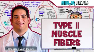 Musculoskeletal System | Type II Muscle Fibers | Type IIa & IIx