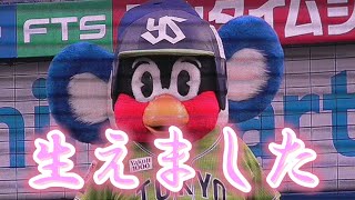 2022/4/7 つば九郎 ドアラの耳を生やす