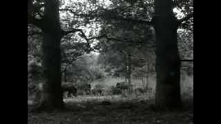 Herfst in de natuur (1960)