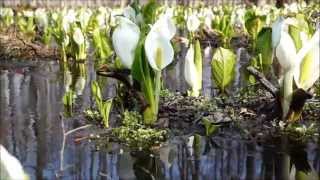 水芭蕉群生地　【呼人】