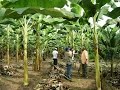 Manejo de Cultivos de Platano en Atalaya - Perú - TvAgro por Juan Gonzalo Angel