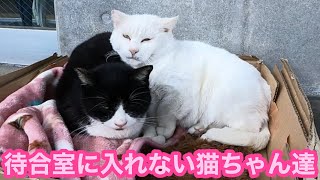 フェリー待合室前で寛ぐ猫ちゃん達が可愛い過ぎる💕待合室の中はカリン様だけ‼️