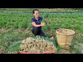 Harvesting Scallion Garden Goes to market sell | Cooking - Building a life farm - Living with nature