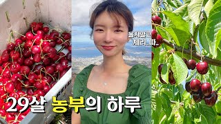 My favorite cherry picking job🍒In Tasmania