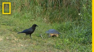 Mother Turtle Makes a Tough Decision | National Geographic