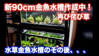 【金魚水槽】新90cm水槽作成中 \u0026 水草金魚水槽のその後、、、