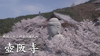 奈良 壺阪寺 | 桜大仏2023 | MOZA AirCross3 | α7SIII | TAMRON 28-75mm F2.8 Di III RXD (Model A036) | ジンバル撮影