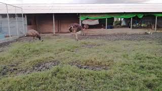 মরুভূমির উট পাখি এখন বাংলাদেশে The ostrich in Bangladesh Best ostrich video