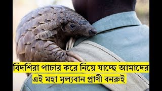 বিদেশিরা পাচার করে নিয়ে যাচ্ছে আমাদের এই মহা মূল্যবান প্রাণী বনরুই।