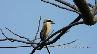 นกอีเสือสีน้ำตาล (Brown shrike) นกในสวน  #นกอีเสือสีน้ำตาล  #Brownshrike